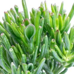 Crassula Ovata Gollum - Jade Plant -Plant potted plants Crassula ovata Gollum Jade Plant Leaves