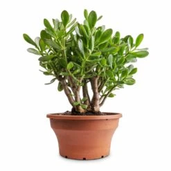 Crassula Ovata - Jade Plant -Plant potted plants Crassula ovata Jade Plant 25x30cm 2