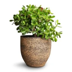 Crassula Ovata - Jade Plant -Plant potted plants Crassula ovata Jade Plant 25x30cm Cas Plant Pot Sahara 29x26cm