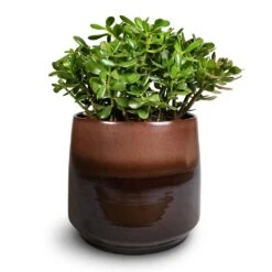 Crassula Ovata - Jade Plant -Plant potted plants Crassula ovata Jade Plant 30x50cm Joah Plant Pot Truffle 38x34cm
