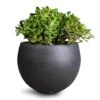 Crassula Ovata - Jade Plant -Plant potted plants Crassula ovata Jade Plant 30x50cm Raindrop Globe Planter Anthracite 42x30cm