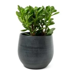 Esra Plant Pot - Graphite -Plant potted plants Crassula ovata Jade Plant Esra Graphite Plant Pot 8c8e2d80 9a71 4608 a45b 10faa117c6f6