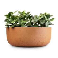 Eav Refined Plant Bowl - Canyon Orange -Plant potted plants Crassula ovata Sunset Jade Plant 12x25cm 3 x plants Eav Refined Plant Bowl Canyon Orange 31x12.5cm