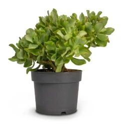 Crassula Ovata Undulata - Curly Jade Plant -Plant potted plants Crassula ovata Undulata Curly Jade Houseplant 17x25cm