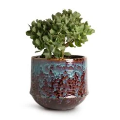 Crassula Ovata Undulata - Curly Jade Plant -Plant potted plants Crassula ovata Undulata Curly Jade Plant 17x25cm Noud Plant Pot Marrakesh 26x22cm 25125ee1 1075 460e b6e9 2325675ab9df