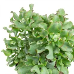 Crassula Ovata Undulata - Curly Jade Plant -Plant potted plants Crassula ovata Undulata Curly Jade Plant Leaves