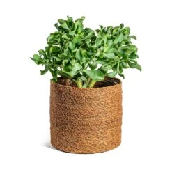 Crassula Ovata Undulata - Curly Jade Plant -Plant potted plants Crassula ovata Undulata Curly Jade Plant Stef Plant Baskets Set of 5 Camel