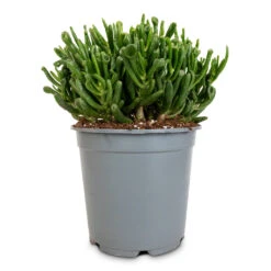 Crassula Ovata Gollum - Jade Plant -Plant potted plants Crassula ovata gollum jade plant 14cm