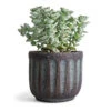 Crassula Perforata - String Of Buttons -Plant potted plants Crassula perforata String Of Buttons 10.5x20cm Duncan Plant Pot Blue Gold 14x13cm