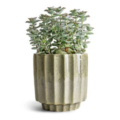 Lugano Scalloped Plant Pot - Green -Plant potted plants Crassula perforata String Of Buttons 10.5x20cm Lugano Scalloped Plant Pot Green 13x13cm ef705ae0 13cf 444e a3be b20cb71eced5
