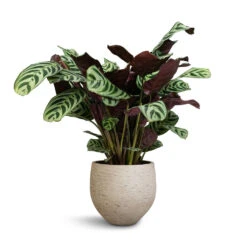 Ctenanthe Burle Marxii Amabilis - Never Never Plant -Plant potted plants Ctenanthe Burle Marxii Armargis Never Never Plant 14x30cm Mini Orb Kevan Plant Pot Grey Washed