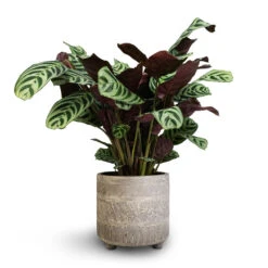 Ctenanthe Burle Marxii Amabilis - Never Never Plant -Plant potted plants Ctenanthe Burle Marxii Armargis Never Never Plant 14x30cm Nola Plant Pot Shiny Earth 17x16cm