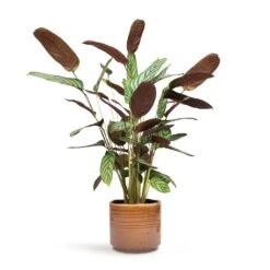 Ctenanthe Compact Star - Never Never Plant -Plant potted plants Ctenanthe Compact Star Never Never Plant 17x70cm Jordy Plant Pot Caramel 20x18cm