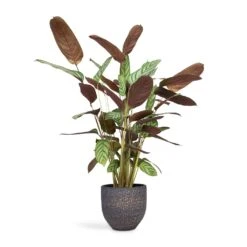 Ctenanthe Compact Star - Never Never Plant -Plant potted plants Ctenanthe Compact Star Never Never Plant 17x70cm Rinca Plant Pot Shiny Black 21 x 19cm