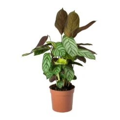 Ctenanthe Compact Star - Never Never Plant -Plant potted plants Ctenanthe Compact Star Never Never Plant