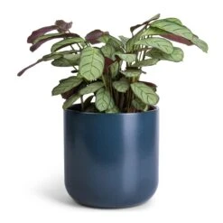 Ctenanthe Burle Marxii Amagris - Never Never Plant -Plant potted plants Ctenanthe burle marxii Amagris Never Never Plant 12x30cm Lisbon Plant Pot Navy 15x15cm