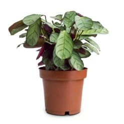Ctenanthe Burle Marxii Amagris - Never Never Plant -Plant potted plants Ctenanthe burle marxii Amagris Never Never Plant 12x30cm 85b77995 4b7a 4860 a035 3ce98aeade22