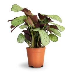 Ctenanthe Burle Marxii Amagris - Never Never Plant -Plant potted plants Ctenanthe burle marxii Amagris Never Never Plant 14x30cm