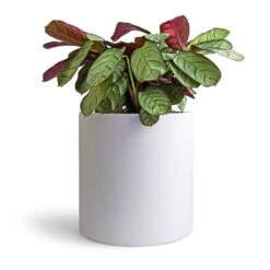 Ctenanthe Burle Marxii Amagris - Never Never Plant -Plant potted plants Ctenanthe burle marxii Amagris Never Never Plant 14x30cm Puk Planter Matt White 20x20cm