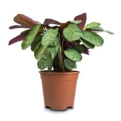 Ctenanthe Burle Marxii Amagris - Never Never Plant -Plant potted plants Ctenanthe burle marxii Amagris Never Never Plant 14x30cm2 38dd4a47 1ba6 4b9e bf05 a8694421b9c8