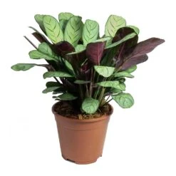 Ctenanthe Burle Marxii Amagris - Never Never Plant -Plant potted plants Ctenanthe burle marxii Amagris Never Never Plant
