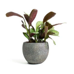 Ctenanthe Burle Marxii Amagris - Never Never Plant -Plant potted plants Ctenanthe burle marxii Amagris Never Never Plant Fay Plant Pot Blue Gold c3e66500 e5f1 45aa baff aef32669b7d2