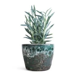 Curio Ficoides Mount Everest - Skyscraper Senecio -Plant potted plants Curio ficoides Mount Everest Skyscraper Senecio 12x20cm Lava Couple Straight Relic Planter Jade 19x13cm