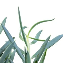 Curio Ficoides Mount Everest - Skyscraper Senecio -Plant potted plants Curio ficoides Mount Everest Skyscraper Senecio SWATCH 2