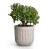 Crassula Ovata Undulata - Curly Jade Plant -Plant potted plants Curly Jade Plant 17x25cm Duncan Plant Pot Cement 19x18cm 18bdcf7b 4fa7 4bbd b06a 877701d47e86