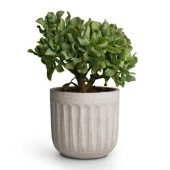Crassula Ovata Undulata - Curly Jade Plant