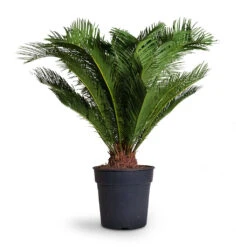 Cycas Revoluta - Sago Palm -Plant potted plants Cyas Revoluta Sago Palm 27x90cm
