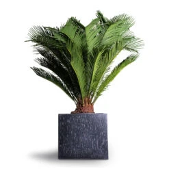 Raindrop Cube Planter - Anthracite -Plant potted plants Cyas Revoluta Sago Palm 27x90cm Raindrop Cube Planter Anthracite 30x30x27cm