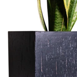 Raindrop Cube Planter - Anthracite -Plant potted plants Cyas Revoluta Sago Palm 27x90cm Raindrop Cube Planter Anthracite 30x30x27cm Close