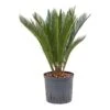 Cycas Revoluta - HydroCare 2 Cycas Revoluta - HydroCare -Plant potted plants Cycas revoluta Hydroculture Indoor Plant