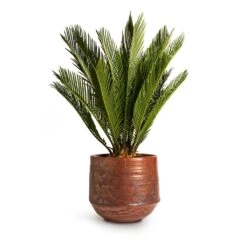 Cycas Revoluta - Sago Palm -Plant potted plants Cycas revoluta Sago Palm 14x50cm Noud Plant Pot Copper 20x17cm
