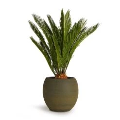 Cycas Revoluta - Sago Palm -Plant potted plants Cycas revoluta Sago Palm 19x65cm Dex Plant Pot Forrest 28x25cm 38eb7afa b24e 4af3 9521 11957e8a0483