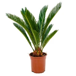 Cycas Revoluta - Sago Palm -Plant potted plants Cycas revoluta Sago Palm