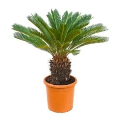 Cycas Revoluta - Sago Palm -Plant potted plants Cycas revoluta Sago Palm 28x100cm 15 20 Stems