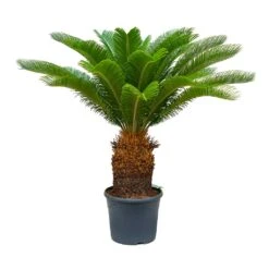 Cycas Revoluta - Sago Palm -Plant potted plants Cycas revoluta Sago Palm 31x110 30 Stems
