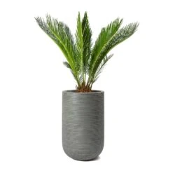 Cycas Revoluta - Sago Palm -Plant potted plants Cycas revoluta Sago Palm Cody Plant Vase Ridged Cement