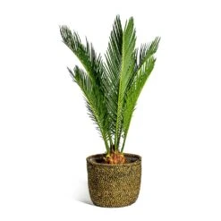 Cycas Revoluta - Sago Palm -Plant potted plants Cycas revoluta Sago Palm Maartje Plant Baskets Set of 5 Camel