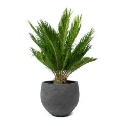 Cycas Revoluta - Sago Palm -Plant potted plants Cycas revoluta Sago Palm Mini Orb Kevan Plant Pot Black Washed