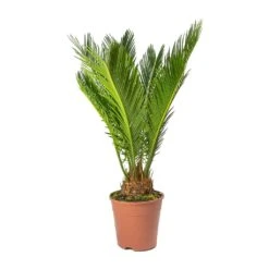 Cycas Revoluta - Sago Palm -Plant potted plants Cycas revoluta Sago Palm Small