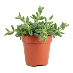 Delosperma Echinatum - Pickle Plant -Plant potted plants Delosperma echinatum Pickle Plant 12x20cm