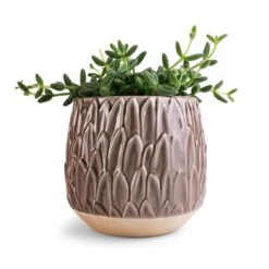 Arles Leaf Plant Pot - Mocha -Plant potted plants Delosperma echinatum Pickle Plant 12x20cm Arles Leaf Plant Pot Mocha 17x17cm ea600853 148c 4596 9421 cb6c78a23702