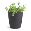 Delosperma Echinatum - Pickle Plant 1 Delosperma Echinatum - Pickle Plant -Plant potted plants Delosperma echinatum Pickle Plant 12x20cm Gerben Plant Pot Black Washed 15x16cm