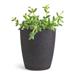 Gerben Plant Pot - Black Washed 19 Gerben Plant Pot - Black Washed -Plant potted plants Delosperma echinatum Pickle Plant 12x20cm Gerben Plant Pot Black Washed 15x16cm 0cb11bd8 19b8 4de0 9885 32af85ccc2a5