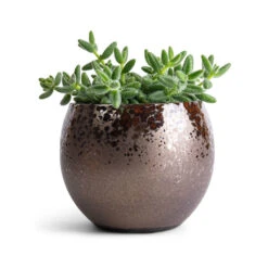Delosperma Echinatum - Pickle Plant -Plant potted plants Delosperma echinatum Pickle Plant 12x20cm Kae Plant Pot Mocha 17x13cm
