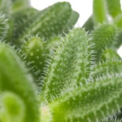 Delosperma Echinatum - Pickle Plant -Plant potted plants Delosperma echinatum Pickle Plant SWATCH