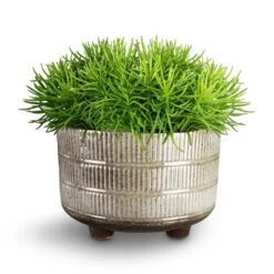 Senecio Himalaya - Himalaya Groundsel 21 Senecio Himalaya - Himalaya Groundsel -Plant potted plants Denise Plant Bowl Fossil Senecio